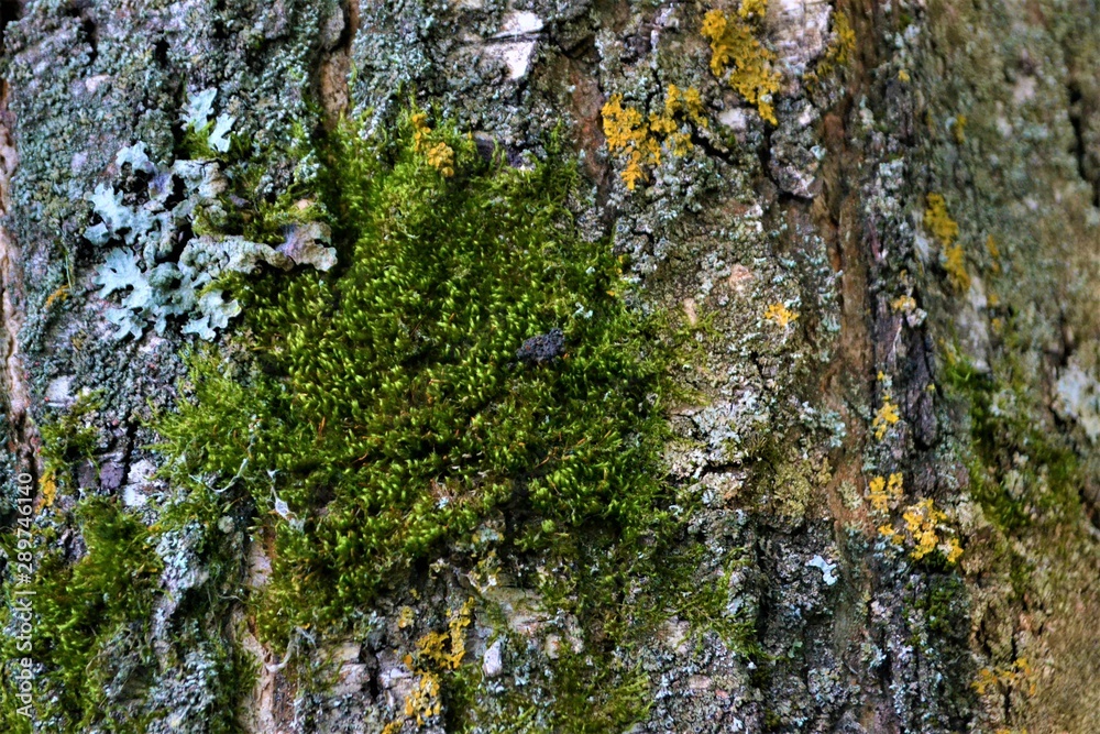 Obraz premium grey old birch bark with yellow lichen, texture