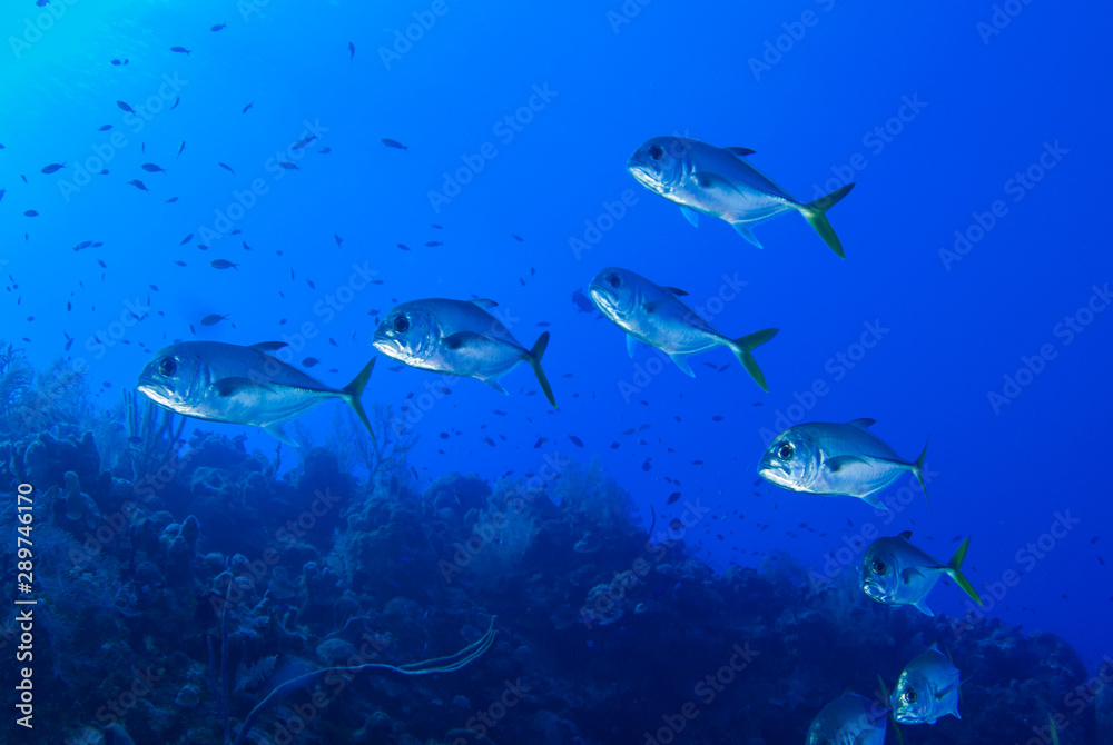 Fototapeta premium A silhouette shot of a small school of jacks cruising above a reef in the deep blue water of the Caribbean Sea