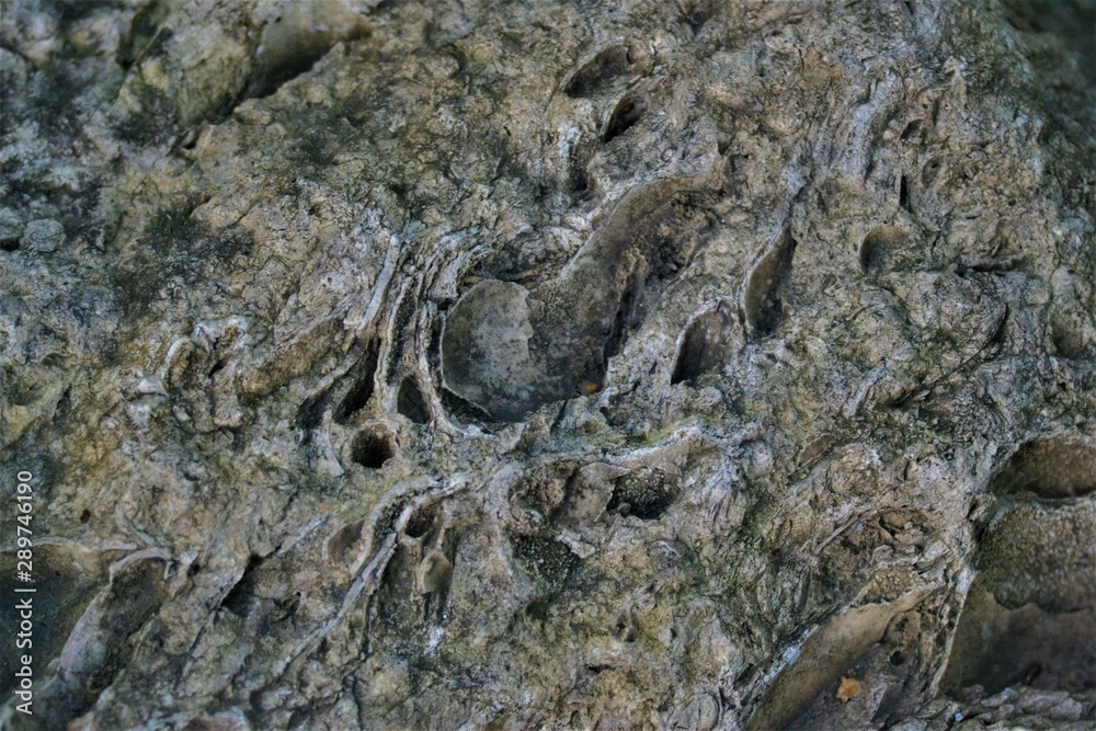shell limestone,shell rock,coquina close up,textures,graining shell limestone,shell rock,coquina close up,textures,graining