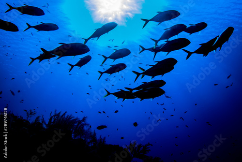 A silhouette shot of a small school of jacks cruising above a reef in the deep blue water of the Caribbean Sea