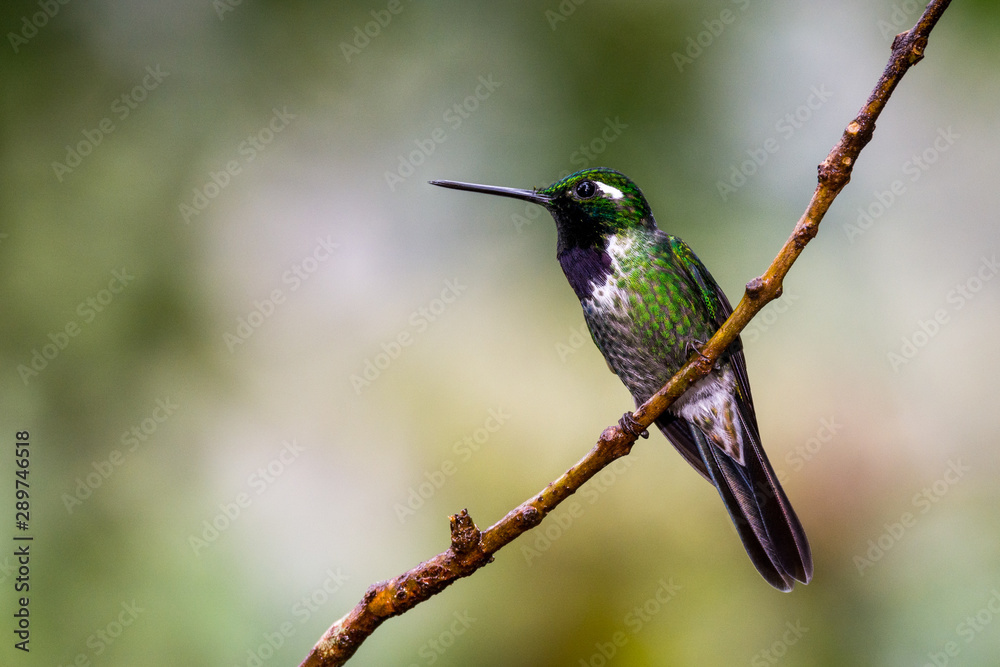 Fototapeta premium Purple-bibbed Whitetip (Urosticte benjamini), male