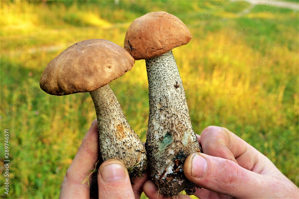 in the hands of two mushroom closeup.nature texture in the hands of two mushroom closeup.nature texture