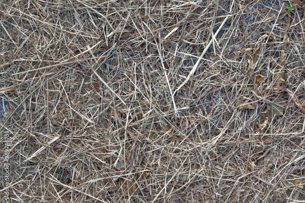 grey old ,yellow dry grass close - up, natural texture grey old ,yellow dry grass close - up, natural texture