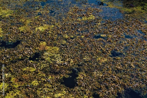 river (swamp) algae closeup.natural texture