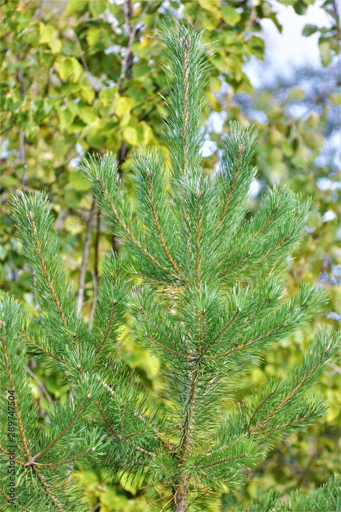 young green pine top, texture and nature background