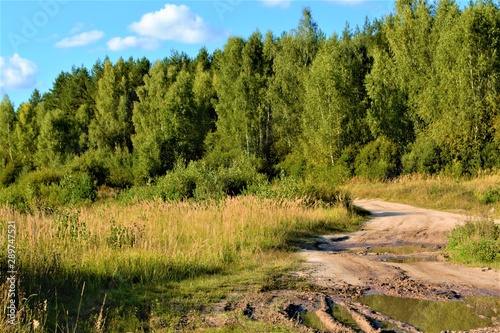 dirt road near green forest