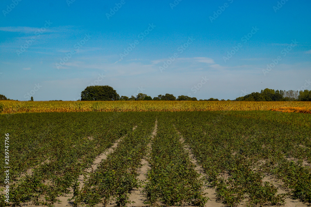 rural landscape with field and blue sky