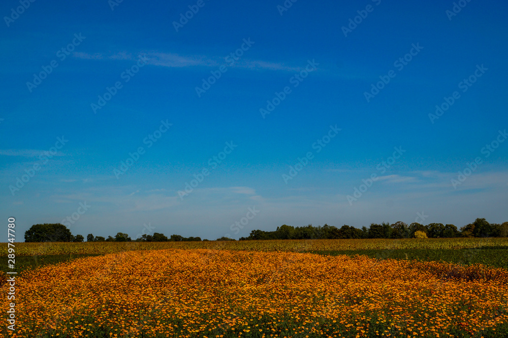 landscape with wheat field and blue sky