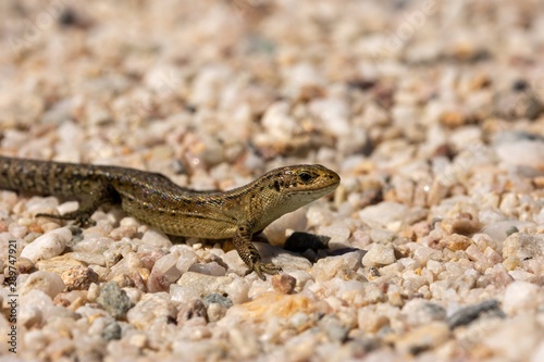 Macro of the viviparous lizard  Zootoca vivipara  lacerta vivipara on gravel