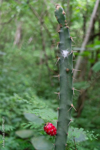 cerros photo