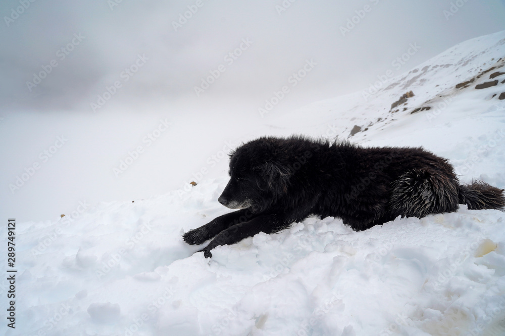 Naklejka premium Cusco