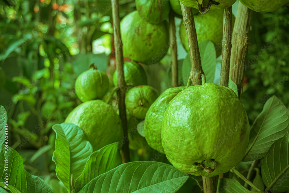 Fototapeta premium Green guava fruit hanging on tree in agriculture farm of Bangladesh in harvesting season
