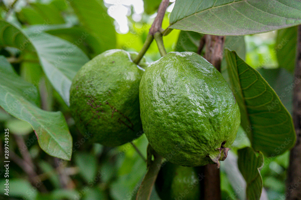 Green guava fruit hanging on tree in agriculture farm of Bangladesh in harvesting season. Psidium guajava Green guava fruit hanging on tree in agriculture farm of Bangladesh in harvesting season. Psidium guajava