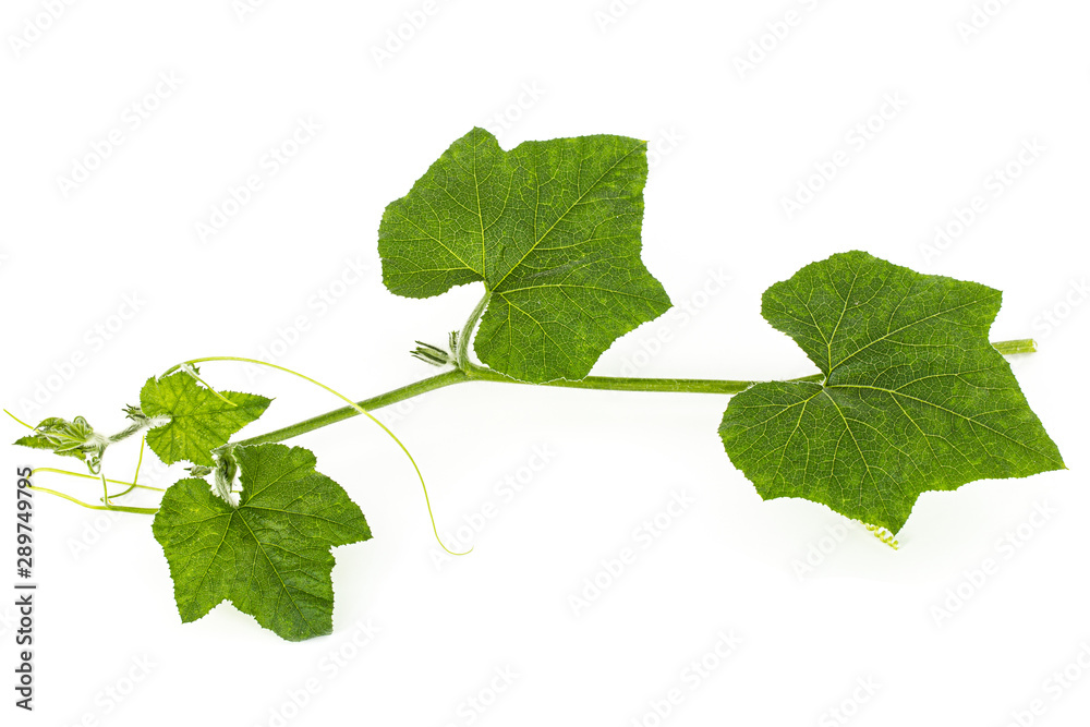 Green foliage of pumpkin, isolated on white background