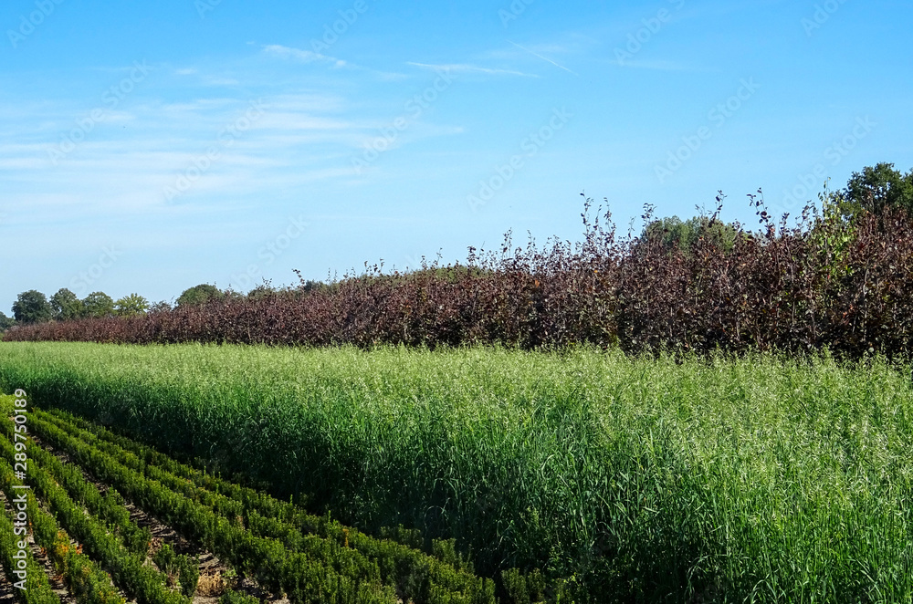 rural landscape with green field and blue sky