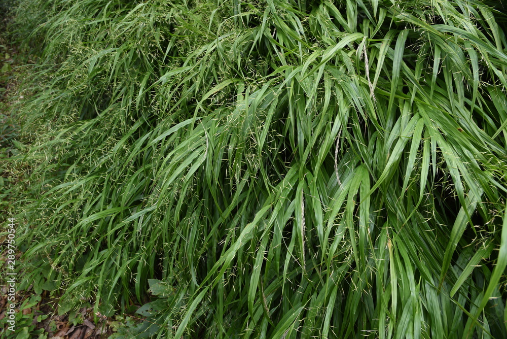 The spikes of Japanese forest grass (Hakonechloa macra) The spikes of Japanese forest grass (Hakonechloa macra)