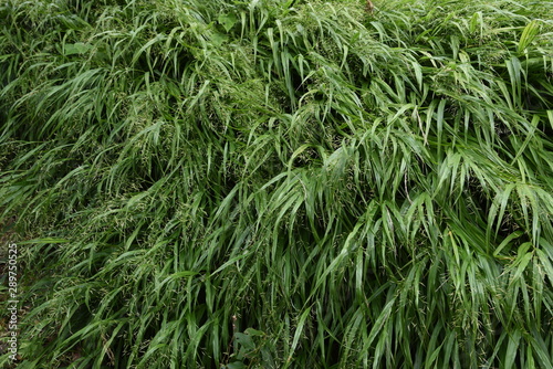 The spikes of Japanese forest grass (Hakonechloa macra)