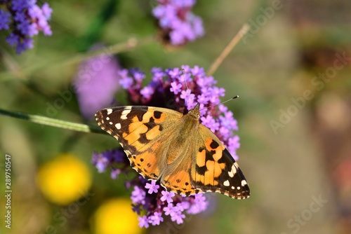 Painted Lady Butterfly, U.K. Macro image of an insect in Autumn. © alagz