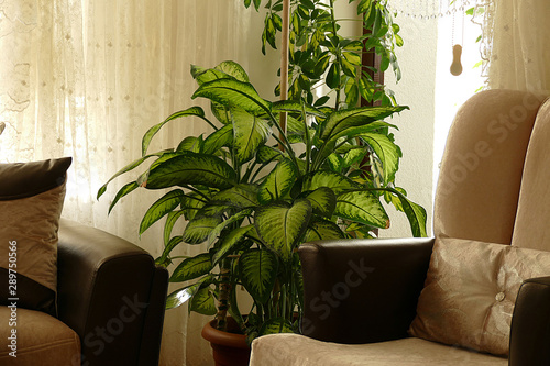 Dieffenbachia flower, home ornamental plants, flowerpot in Dieffenbachia, close up, photo