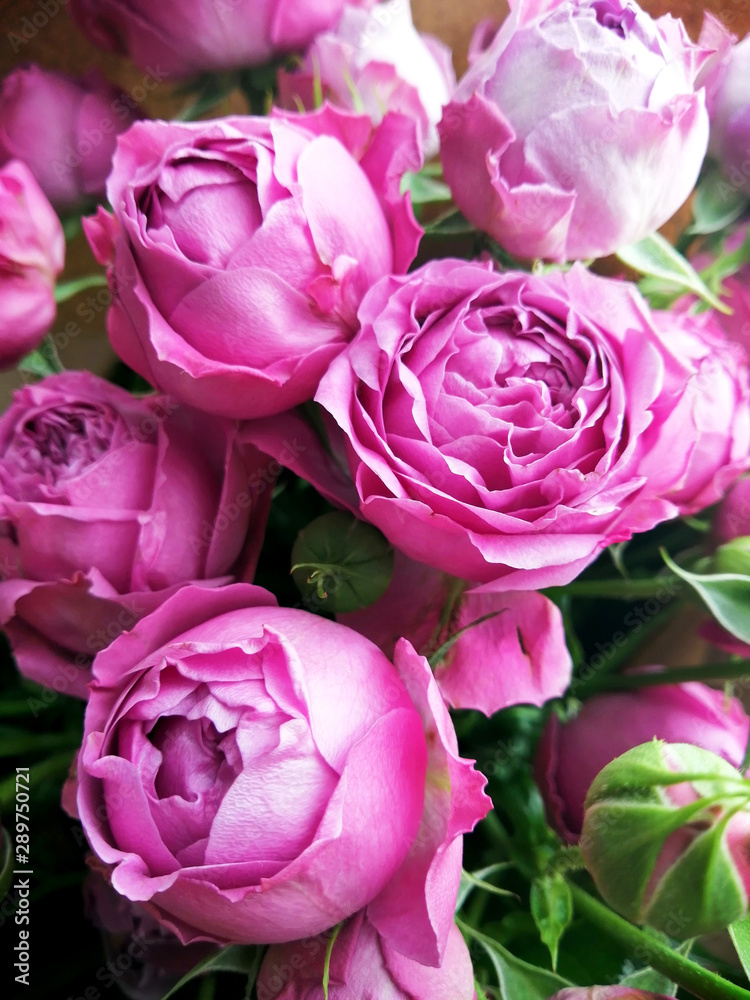 Beautiful pink pion-shaped rose. Bouquet Shrub roses. Beautiful pink pion-shaped rose. Bouquet Shrub roses.