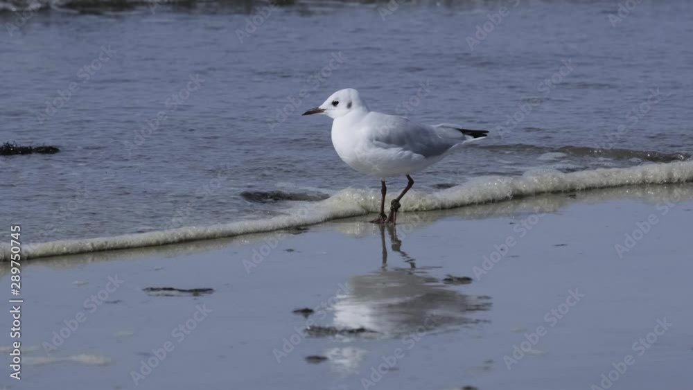 Whitle little gull standing on a wet beach, gets his legs hit by a wave Whitle little gull standing on a wet beach, gets his legs hit by a wave