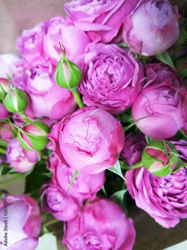 Beautiful pink pion-shaped rose.Bouquet Shrub roses..