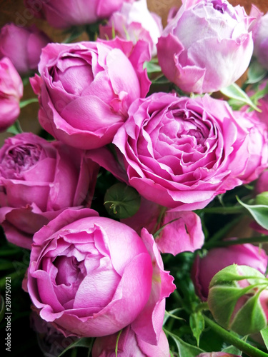 Beautiful pink pion-shaped rose. Bouquet Shrub roses. 