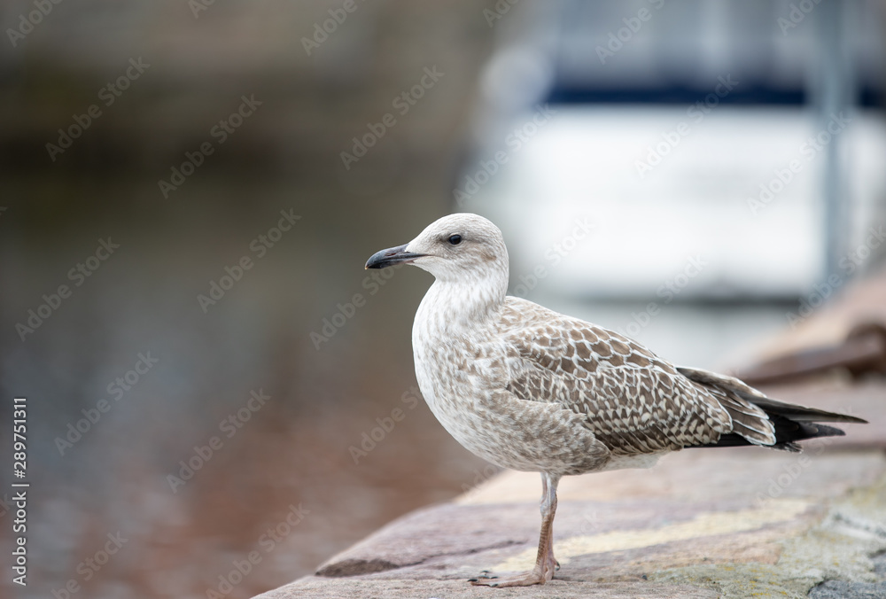 seagull on pier seagull on pier