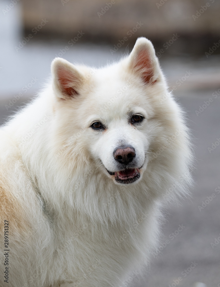 Samoyed dog,Beautiful white thoroughbred dog, samoyed, Gudhjem, Bornholm