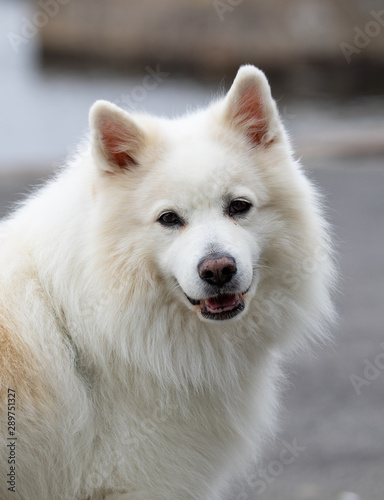 Samoyed dog,Beautiful white thoroughbred dog, samoyed, Gudhjem, Bornholm © Robert