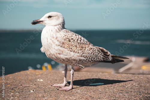 Obraz na płótnie Sea gull at pier