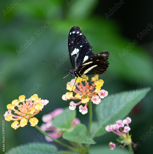 butterfly on flower