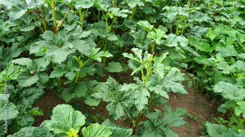 okra plant planted in the garden, natural okra plant, fresh gumbo, freshly picked from the garden