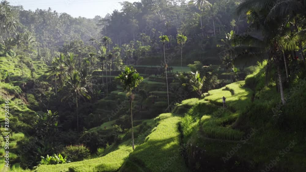 Aerial view of green rice terraces and tropical rainforest around it. Wonderful morning, bright sunshine. Bali, Indonesia Aerial view of green rice terraces and tropical rainforest around it. Wonderful morning, bright sunshine. Bali, Indonesia