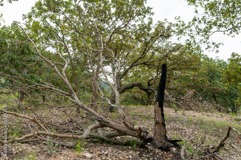 cerros cerros