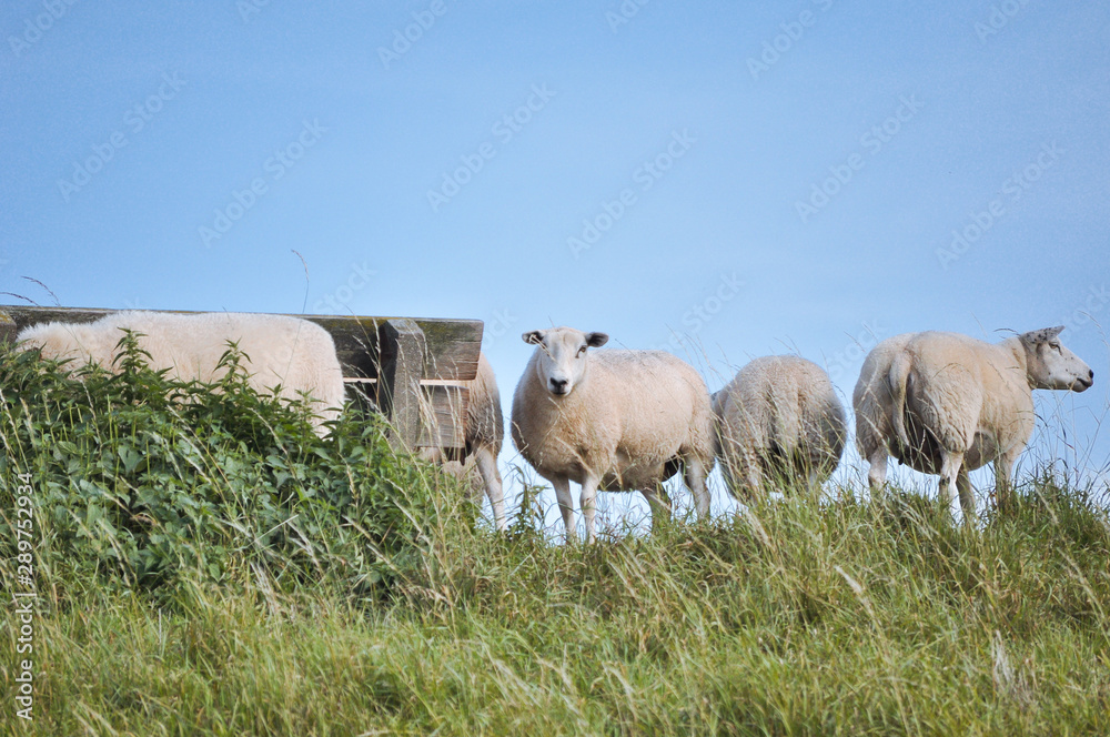 Fototapeta premium Deutschland, Niedersachen, Bingum, Leer