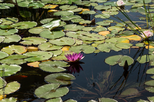 Ponds with water lilies and fish
