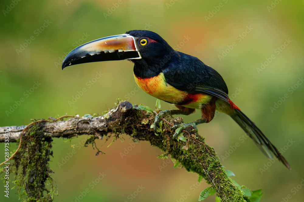 Collared Aracari - Pteroglossus torquatus is toucan, a near-passerine bird. It breeds from southern Mexico to Panama, Ecuador, Colombia, Venezuela and Costa Rica Collared Aracari - Pteroglossus torquatus is toucan, a near-passerine bird. It breeds from southern Mexico to Panama, Ecuador, Colombia, Venezuela and Costa Rica