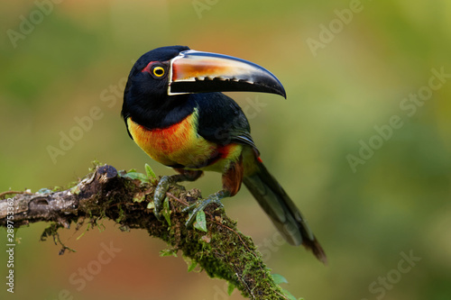 Collared Aracari - Pteroglossus torquatus is toucan, a near-passerine bird. It breeds from southern Mexico to Panama, Ecuador, Colombia, Venezuela and Costa Rica photo