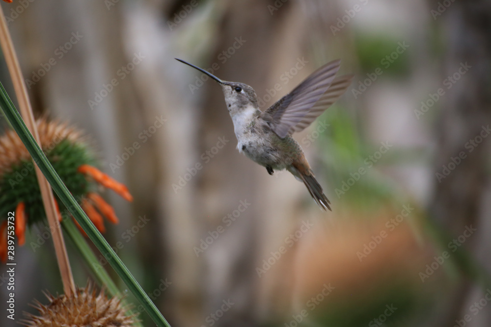 Fototapeta premium Hummingbirds in Chile Arica region desert