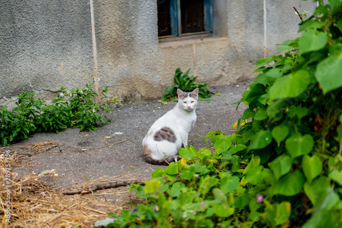 Gray and white cat near the house