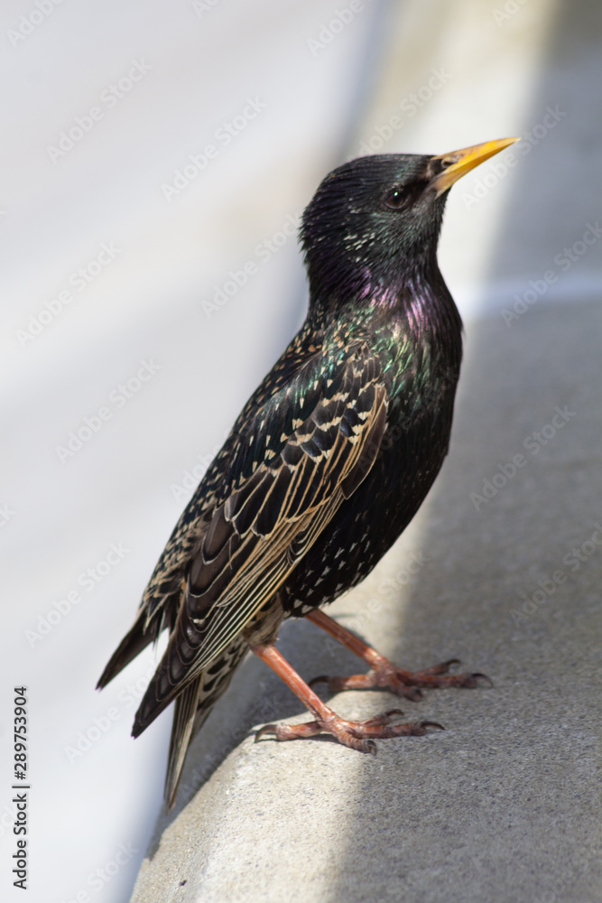 Fototapeta premium starling