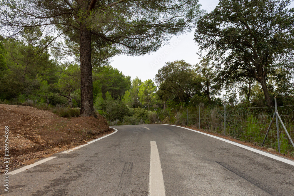 Obraz premium Road between the trees. cycling route of mallorca