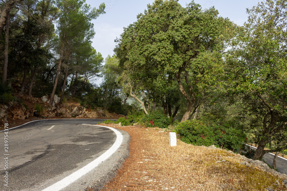Road between the trees. cycling route of mallorca