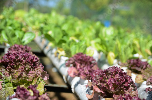 Fresh vegetables in a hydrophonic farm.- Modern way of farming vegetables without soil. photo