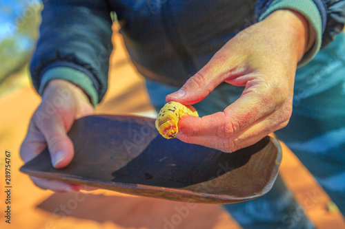 Details of woman holding a Witchetty grubs, Endoxyla leucomochla, a wood-eating larvae that feeds on roots of witchetty bush in Northern Territory, Australia. Food of Aboriginal Australians diets. photo