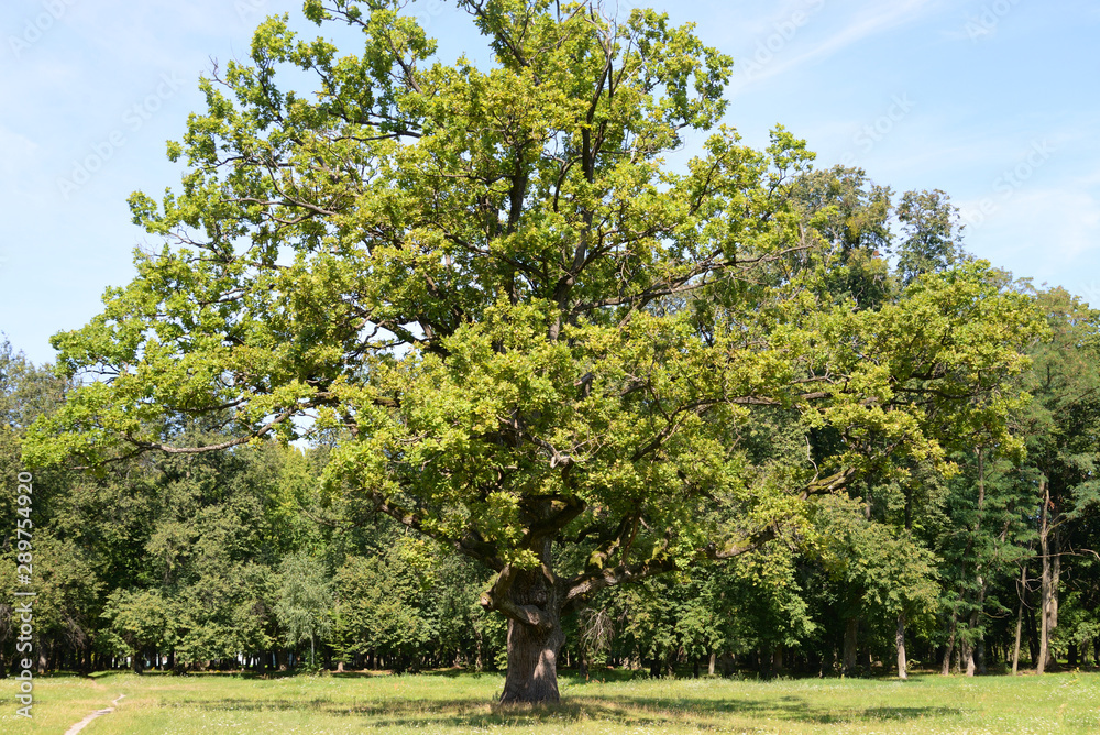 Old oak tree in the park. Old oak tree in the park.