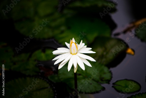 Принти на полотні Waterlily, nymphea trudy slocum, with dark background