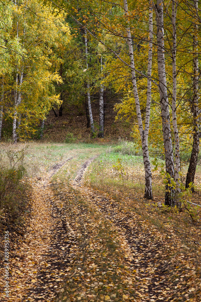 Obraz premium Golden autumn in deciduous forest