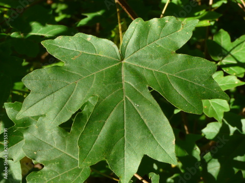 A leaf of green oak, from a short distance is very beautiful.